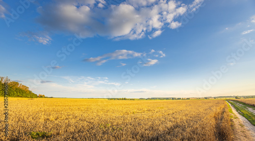 Картината върху платно Golden field stretches wide under a bright blue sky