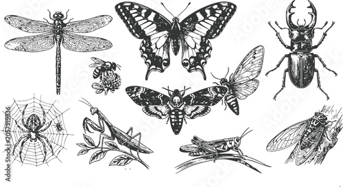 Collection of insects and arachnids in an engraved style with intricate detail for graphic design
