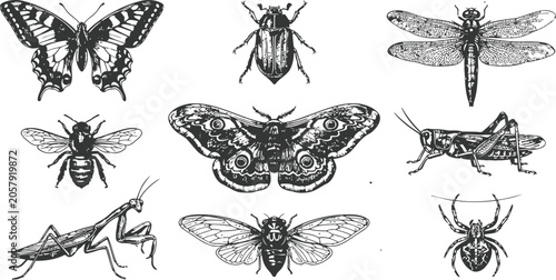 Foto Collection of insects in vintage engraving style during a detailed scientific st