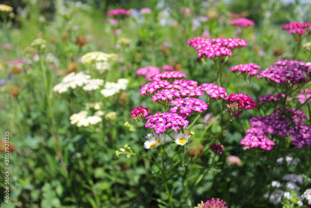 Obraz premium colorful flowers of yarrow herb, natural floral background of wildflowers