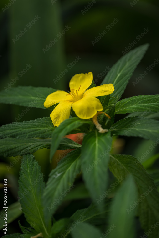 Fototapeta premium Close-up of a beautiful yellow flower with five petals.