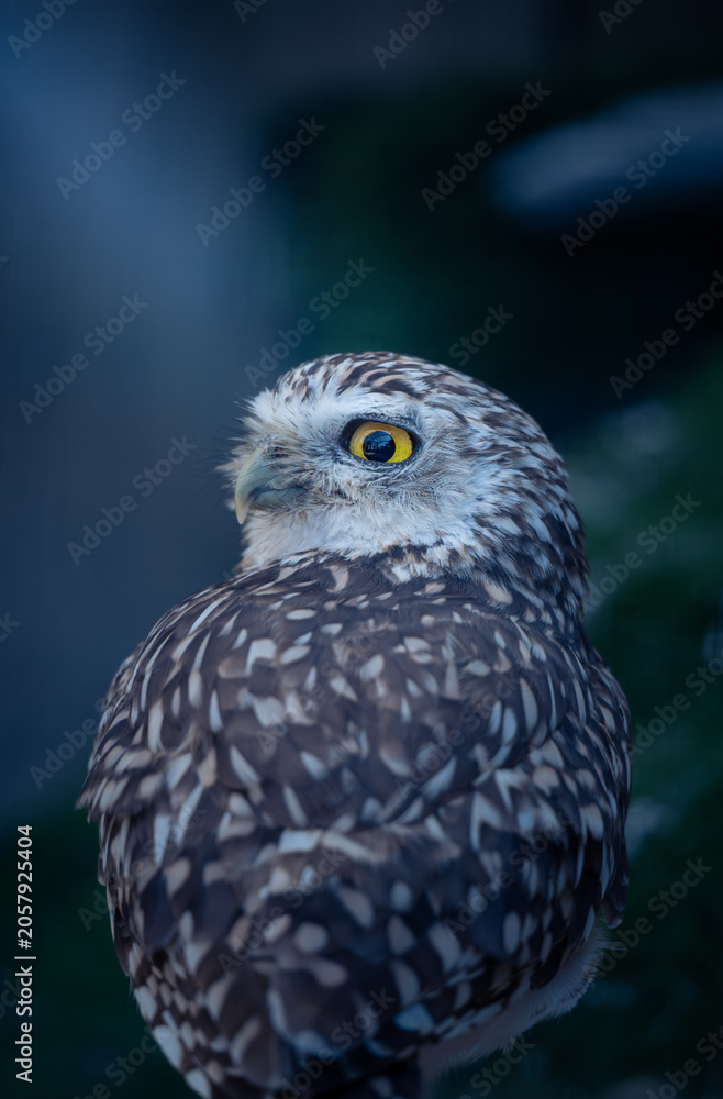 Obraz premium Burrowing Owl Close-Up Portrait Yellow Eye on Blue Background