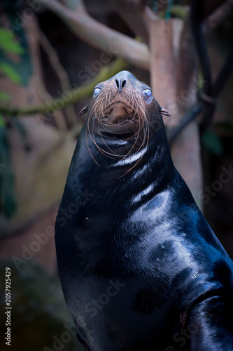 фотографія California Sea Lion Blind Looking Upward Full Body Portrait