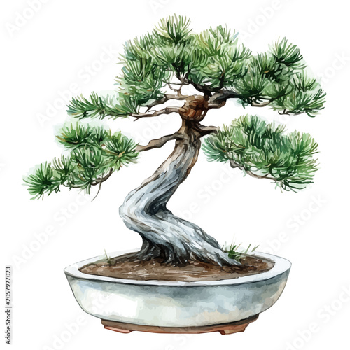watercolor vector of Japanese Black Pine Bonsai , isolated on a white background.