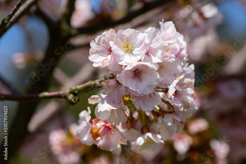 Close-up of bright pink flowers of the Japanese cherry (Prunus serrulata), a type of cherry used for spring displays and cherry blossom festivals.