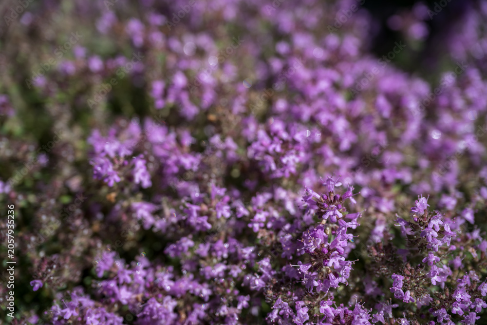 Obraz premium Beautiful tiny flowers of mother-of-thyme.