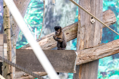 Photography Photograph of a Tufted Capuchin monkey standing and resting on a wooden frame at