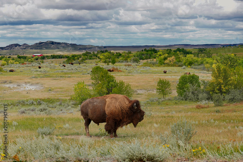 Bison grazing in Theodore Roosevelt National Park