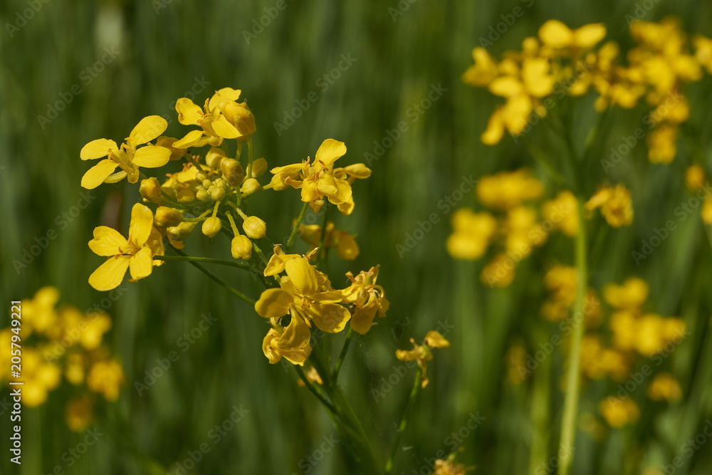 Fototapeta premium Barbarea vulgaris (lat. Barbarea vulgaris) is blooming in the meadow. Inflorescence Barbarea vulgaris.