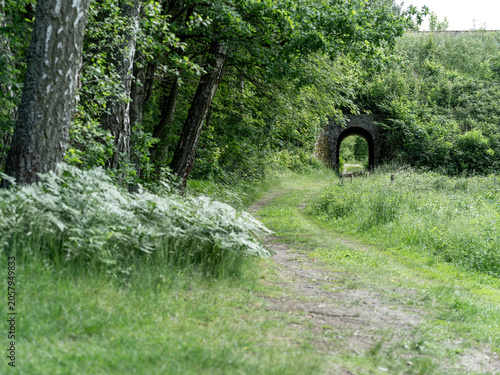 A road in the forest leading through a tunnel under a railway embankment.