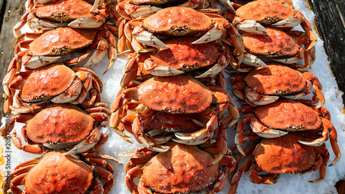 Dungeness crab background