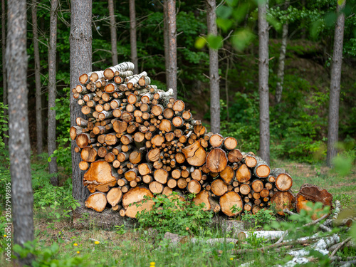 A pile of firewood leans against a pine tree trunk in the forest. Spring is the season.