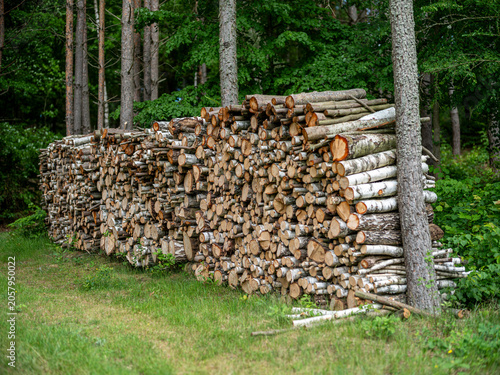 A pile of firewood stacked in the forest. Spring season.