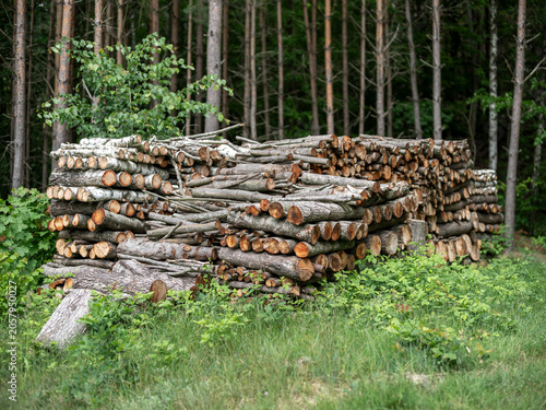 A pile of firewood stacked in the forest. Spring season.