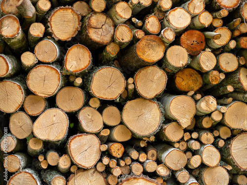 A pile of pine wood. Spring season.