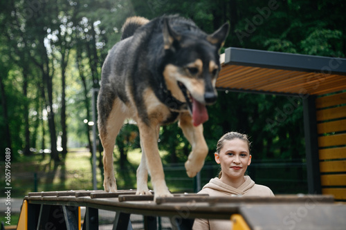 Sticker dog agility training, young caucasian woman instructor trains cute clever mongre