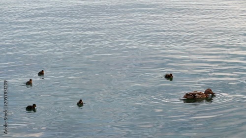 Real Time of Female Mallard Duck Family Swimming and Feeding on Lake Geneva Shore in Switzerland.