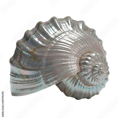 Shiny sea snail shell on transparent background.