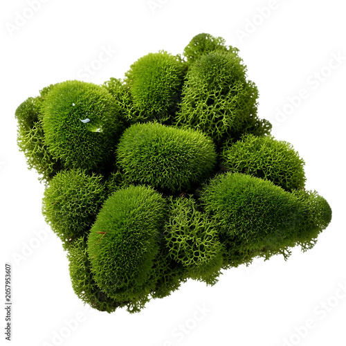 Green reindeer moss cluster natural plant.