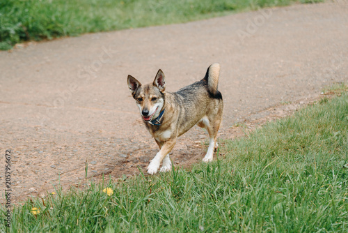 Photography small cute brown half-breed dog walking in city park with green grass and trees