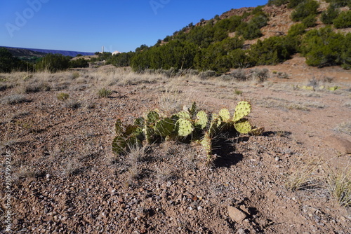 Fotografie A wide shot of a low-growing prickly pear cactus with flat green pads and sharp