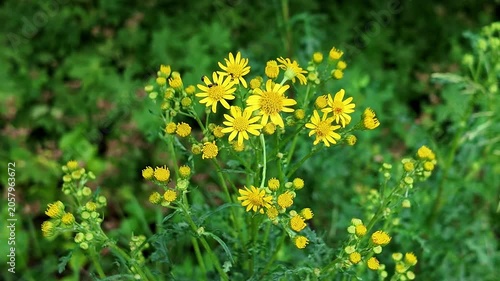 Yellow meadow flowers sunlight