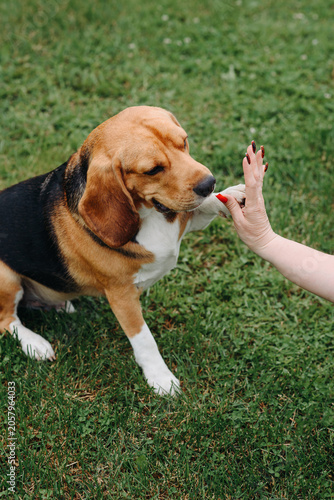 Fotografie young cute black red and white beagle dog sits on green lawn outdoors in sunny s