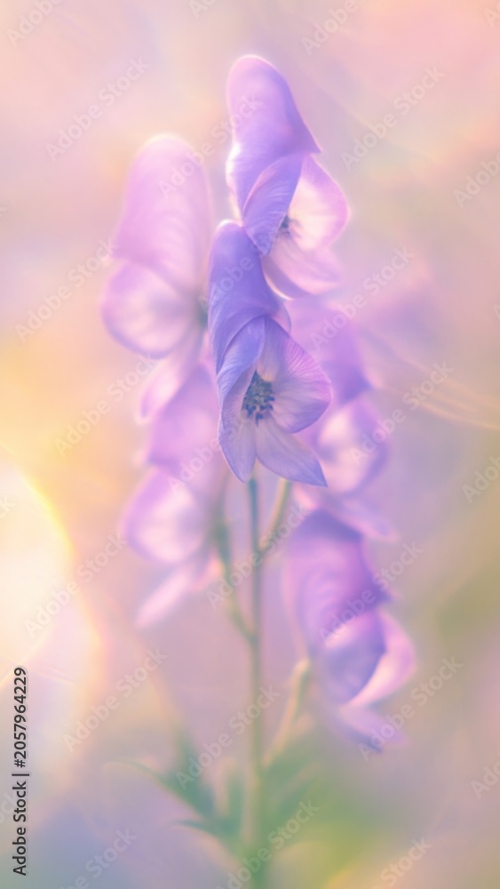 Obraz premium Ethereal purple flower wallpaper for mobile