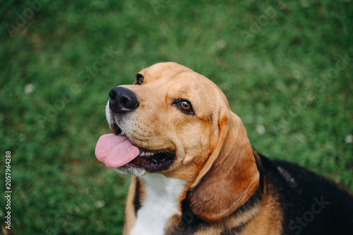 фотографія young cute black red and white beagle dog sitting on green lawn outdoors in sunn
