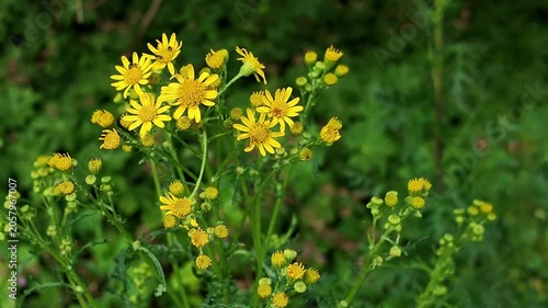 Yellow meadow flowers sunlight