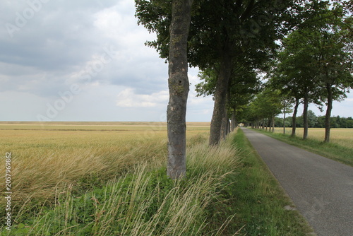 a beautiful rural landscape of a country road with a lane of trees next to a field with growing wheat plants in the dutch countryside in springtime