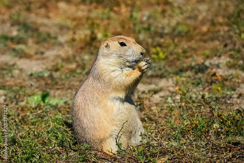 Black-Tailed Prairie Dog Chewing on a Piece of Grass in Theodore Roosevelt National Park