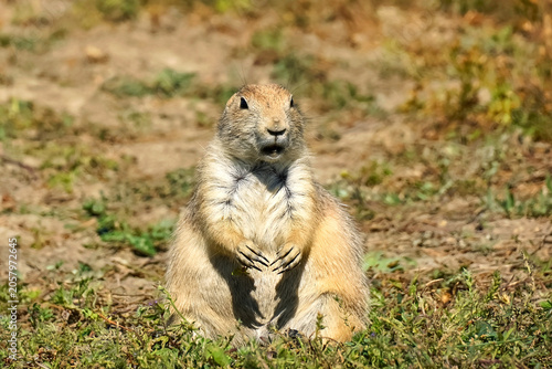 Black-Tailed Prairie Dog Resting in Theodore Roosevelt National Park