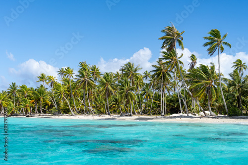 Palm trees on the beach, Fakarava Atoll, French Polynesia