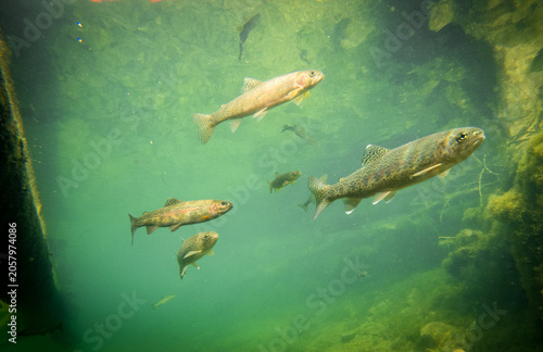 Obraz na płótnie Juvenile trout in a creek - brown trout, rainbow trout, and cutthroat trout