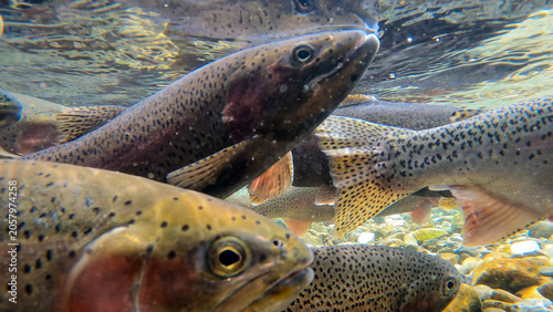 Fotografie School of Spawning Rainbow Trout in a Clear Freshwater Creek