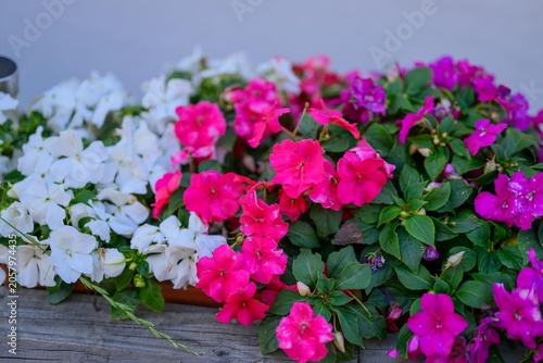 Fleißige Lieschen in Blumenkasten