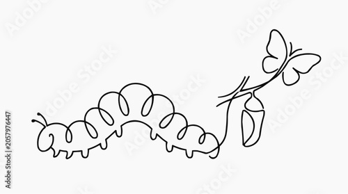 Metamorphosis: A simple line art illustration depicting the transformative journey from caterpillar to butterfly, showcasing the chrysalis stage in its natural evolution.