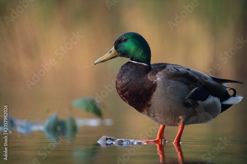 Mallard Drake Standing in Shallow Water at Golden Hour, Austria