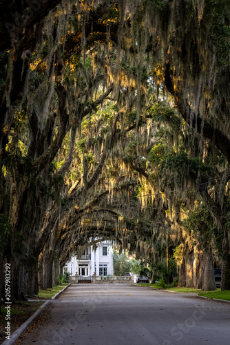 Magnolia Avenue Tree Tunnel at Sunrise. Ancient Live Oaks Draped in Spanish Moss Arch Over Historic Street Leading to Southern Mansion in St. Augustine, Florida