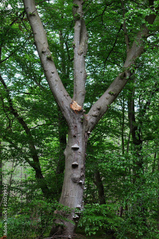 Obraz premium A large tree trunk splits into three branches, covered in bracket fungi and lichen in a forest.