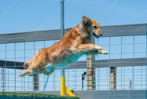 Golden retriever right as he is launching off a dock into a pool