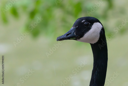Photography Canada Goose Head and Neck Portrait