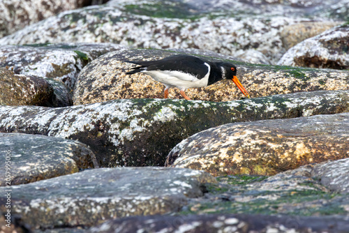 Photography Eurasian Oystercatcher Foraging on Coastal Rocks