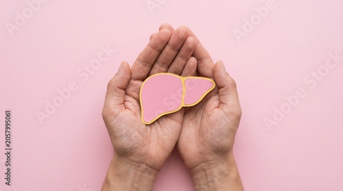 Human liver organ model held in hands, medical healthcare concept, pink background for liver disease awareness