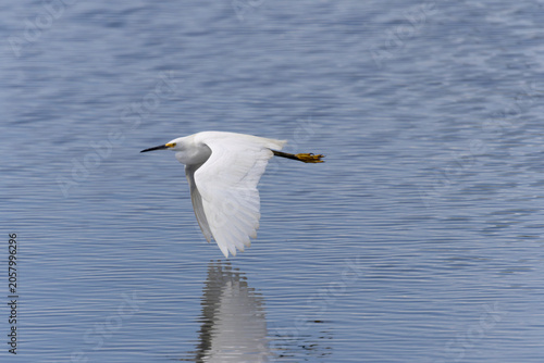 Snowy Egret
