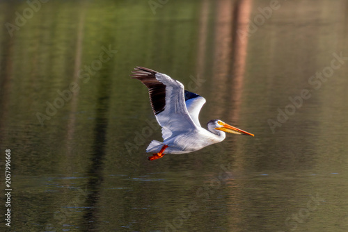 Valokuva Pelicans