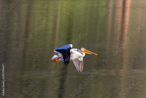 Pelicans