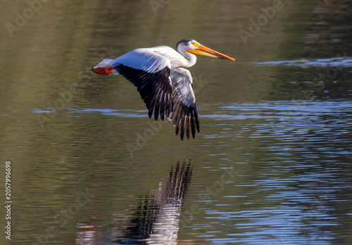 Pelicans