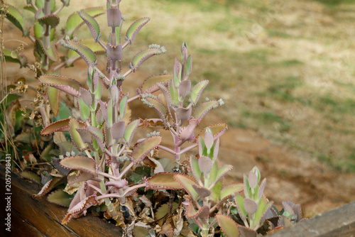 Mother of thousands succulent plant with tiny plantlets growing on the edges of leaves